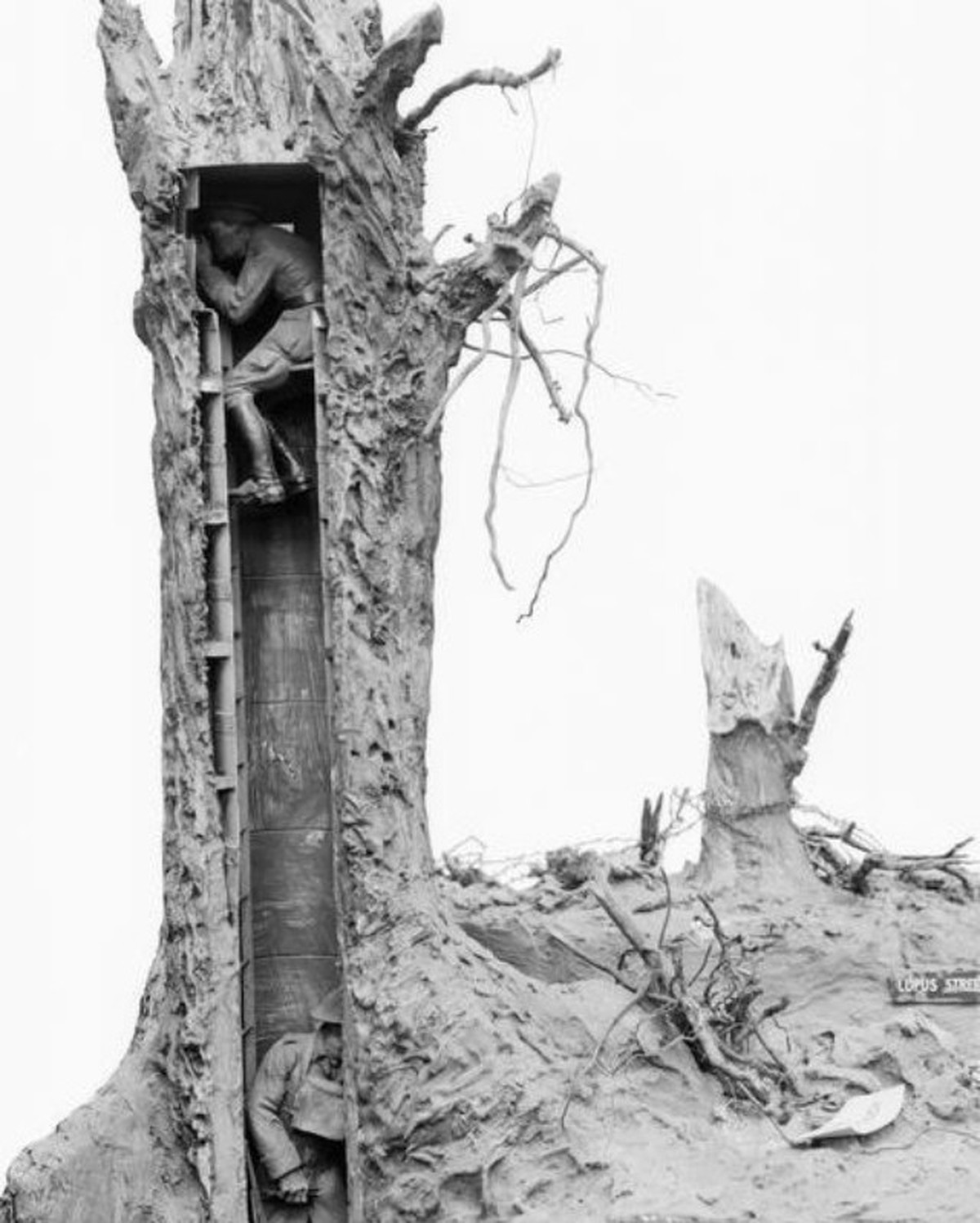 Tarn-Bäume aus dem Ersten Weltkrieg