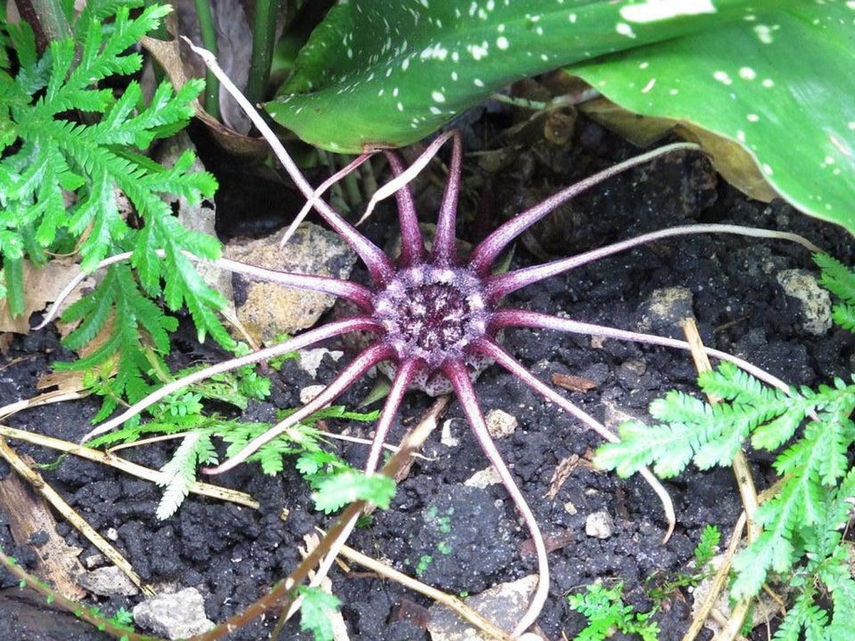 crazy nature