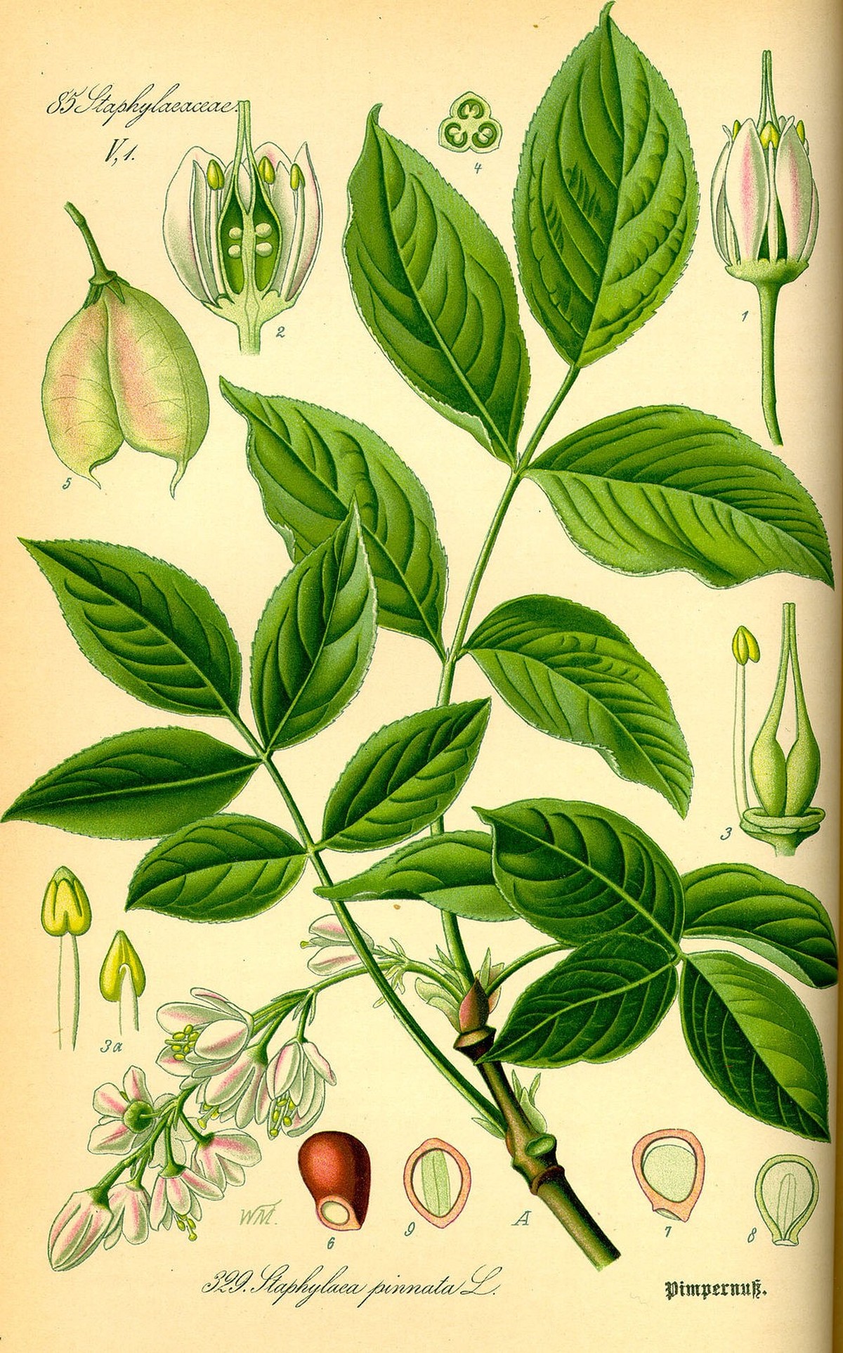 Illustration der Gemeinen Pimpernuss (Staphylea pinnata).