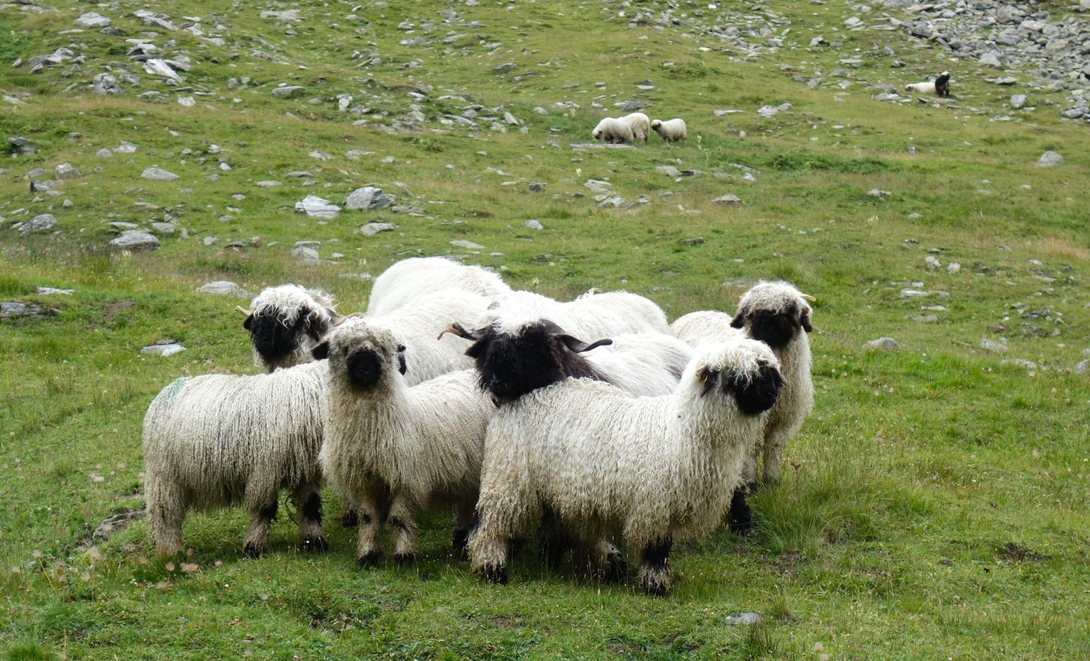 Reportage von der Alpe Nanztal im Kanton Wallis. Schäfer Oliver Gottsporn zeigt seine Schwarznasenschafe und erzählt, warum der Wolf ihm das Leben schwer macht.