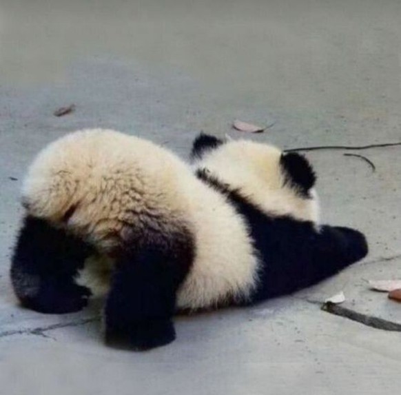 cute news tier panda

https://ch.pinterest.com/pin/1121888957171362029/