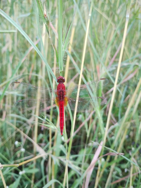 cute news animal dragonfly https://imgur.com/t/aww/B8BT5bj