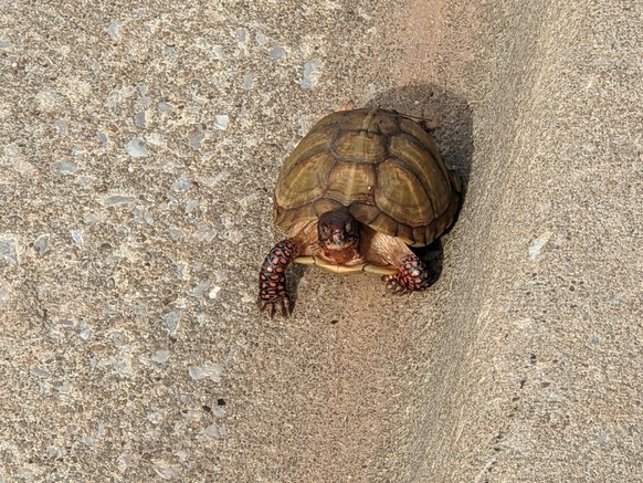cute news animal tier schildkrote turtle

https://imgur.com/t/animal/vXm6yVd