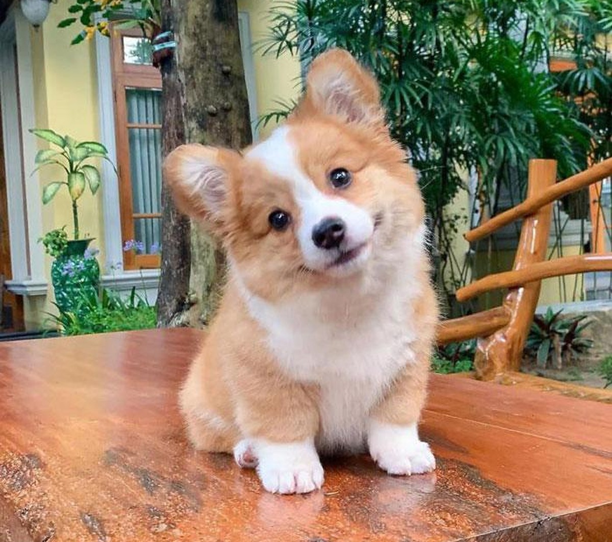 corgi hund dog

https://www.boredpanda.com/cute-funny-corgi-pictures/?utm_source=google&amp;utm_medium=organic&amp;utm_campaign=organic