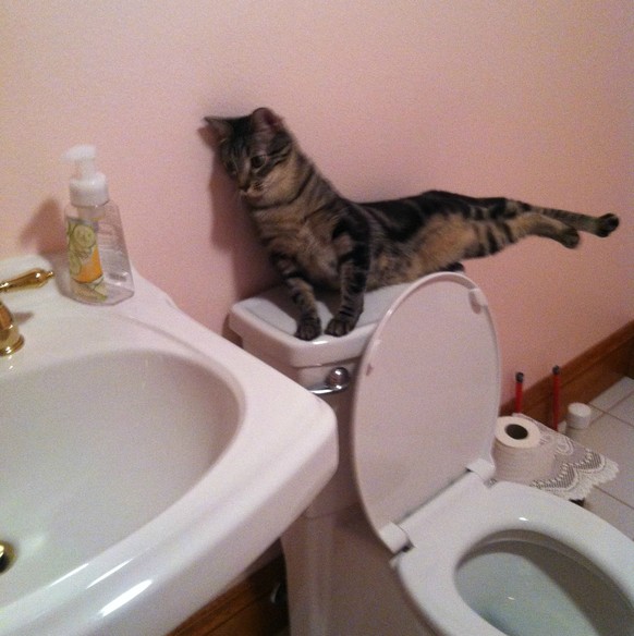 Katze sitzt lustig auf WC
https://imgur.com/gallery/h7hEfwA