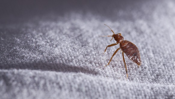 Bed bug, Cimex lectularius.