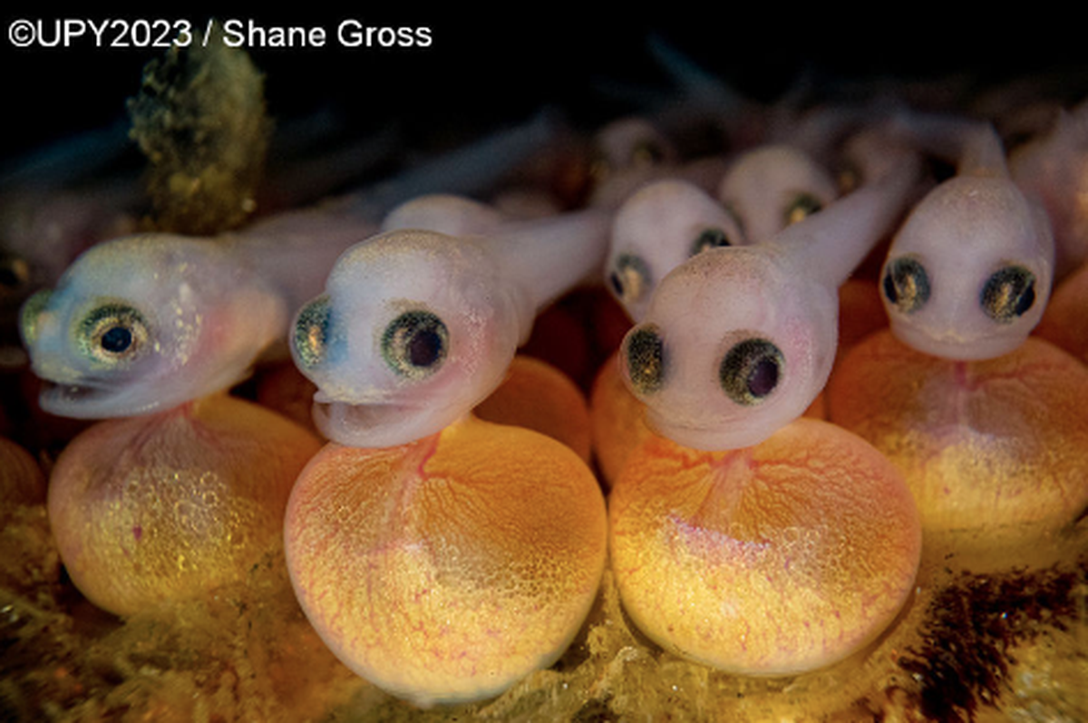 Under Water Photographer of the Year Competition, nördlicher Bootsmannfisch