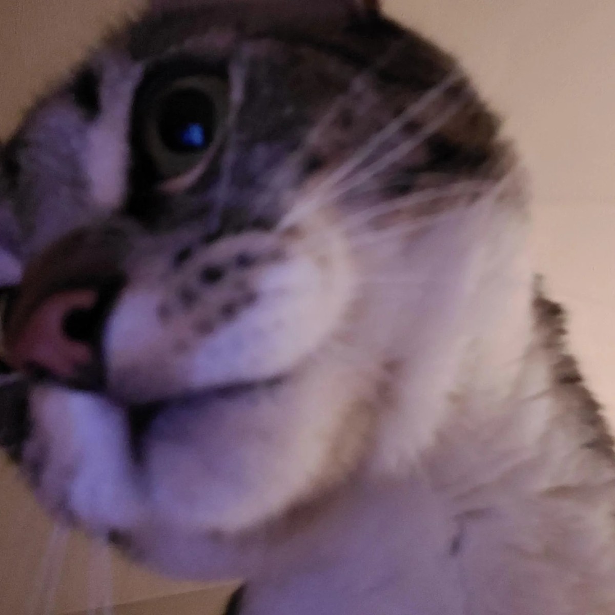 cute news tier katze

https://www.reddit.com/r/cats/comments/16ane6z/comment/jza8ms8/?utm_source=share&amp;utm_medium=web2x&amp;context=3