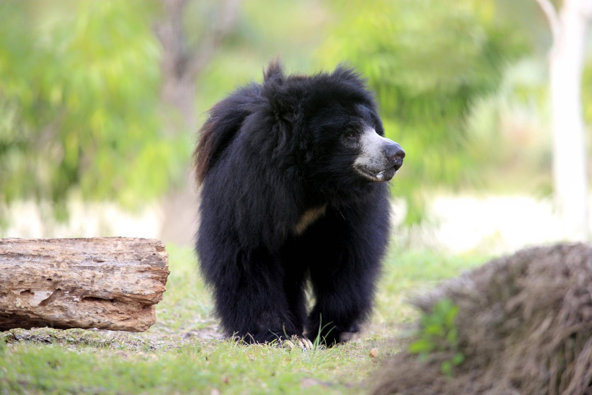 Faultier, männlich Melursus ursinus Ursus ursinus *** Sloth, male Melursus Ursinus Ursus Ursinus Copyright: imageBROKER/TUNS iblsjr05518486.jpg Bitte beachten Sie die gesetzlichen Bestimmungen des deu ...