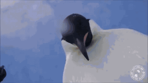 Animiertes GIF
