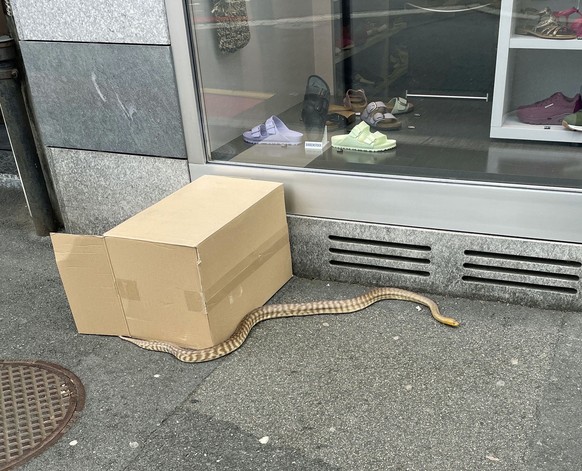 Am 9. August 2023 hat die Polizei in Kriens eine Schlange eingefangen. Die Python war ausgebüxt und konnte dem Halter wieder übergeben werden. Für Personen bestand keine Gefahr.