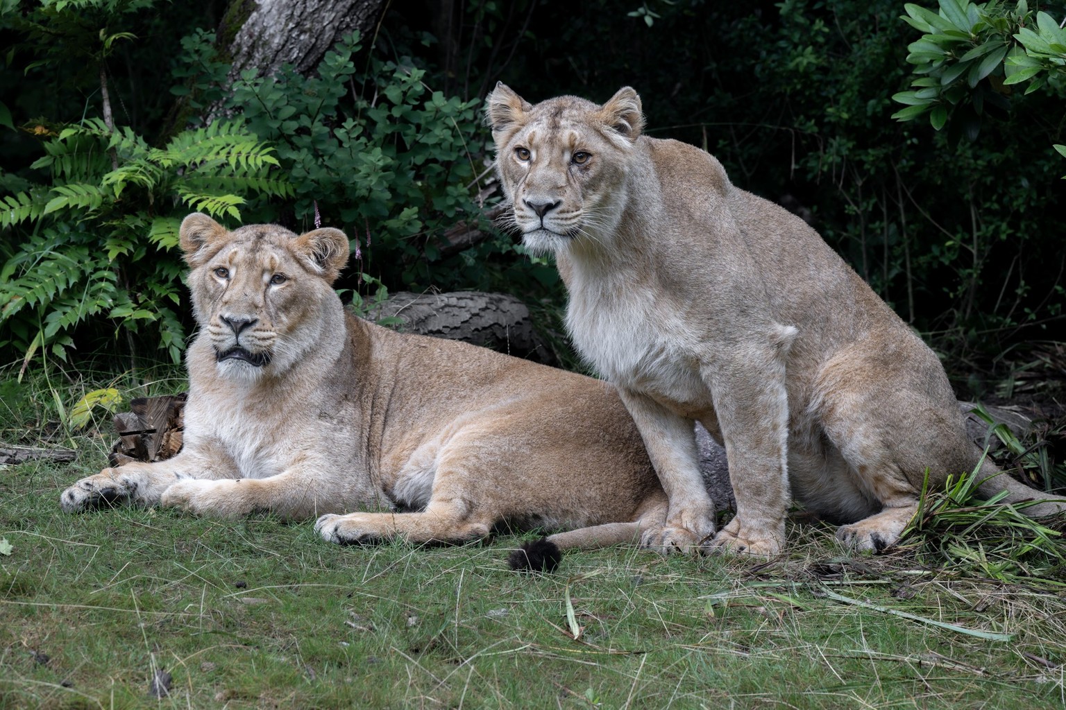 Zoo Zürich: die beiden Löwenweibchen Xallu und Xolani