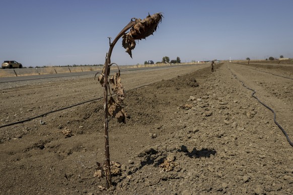 Dried sunflowers can be seen in a field near in Cottonwood Slough, Calif. on Wednesday, Sept. 7, 2022. Western states are struggling through one of the hottest and longest September heat waves on reco ...