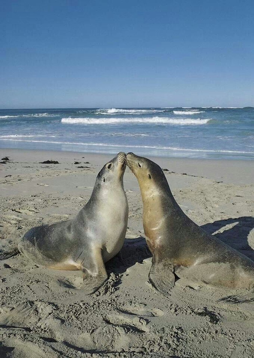 cute news tier seal robbe

https://ch.pinterest.com/pin/523895369124818792/