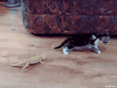 Animiertes GIF