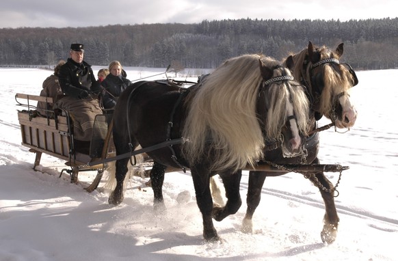 Draft horses from the Black Forest