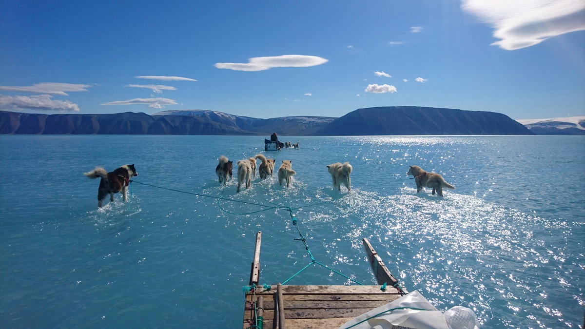 epa07657583 A handout photo made available by the Danish Meteorological Institute (Danmarks Meteorologiske Institut, DMI) on 19 June 2019 shows dogs hauling a sled through meltwater on coastal sea ice ...