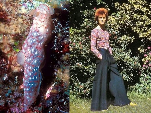 David Boewi vs Nackschneckee