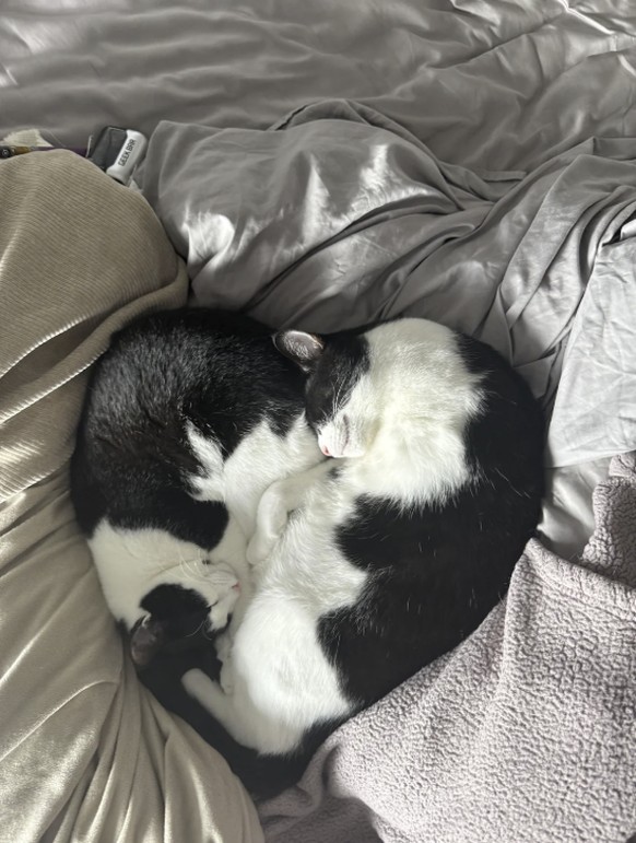 Cute News: Katzen mit Herz