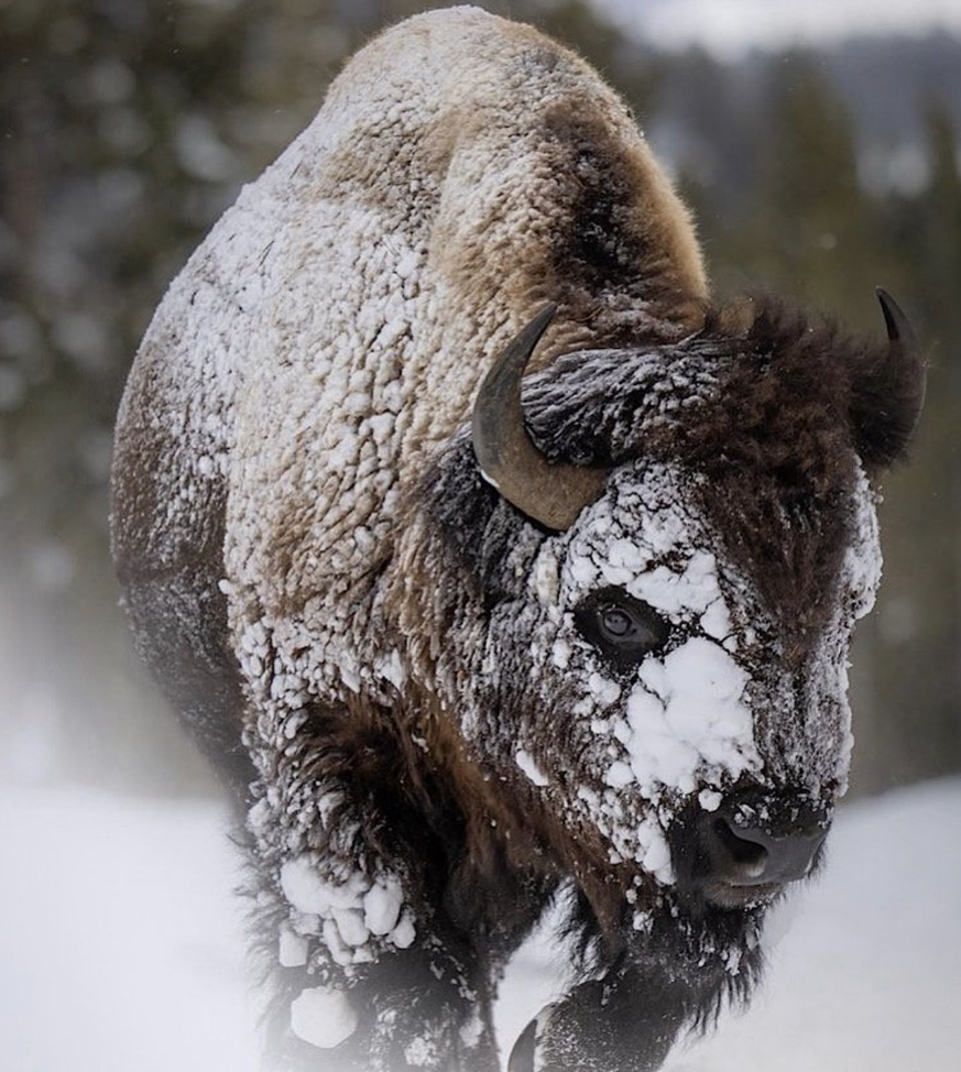 Naturbilder des Jahres, Tierbilder, World Nature Photography Awards