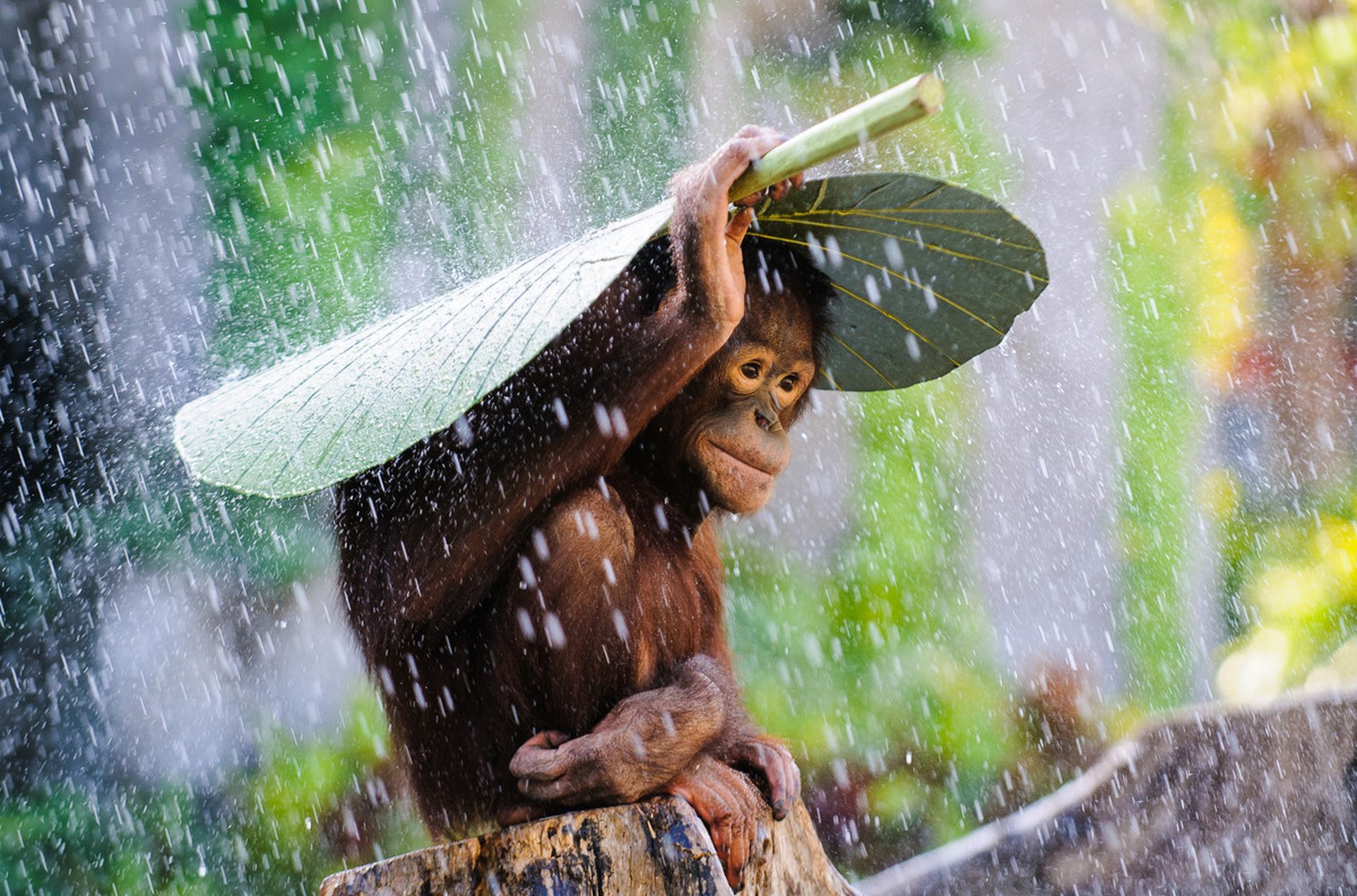 Lustige Und Schone Bilder Zum Regen Watson