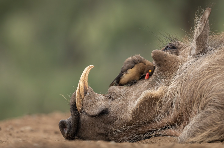 Naturbilder des Jahres, Tierbilder, World Nature Photography Awards