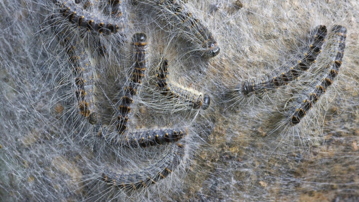 Nest von Eichenprozessionsspinner Thaumetopoea processionea am Baumstamm *** Nest from Oak Processionary Moth Thaumetopoea processionea on Tree trunk Copyright: imageBROKER/alimdix/xArterrax/xJohanxDe ...