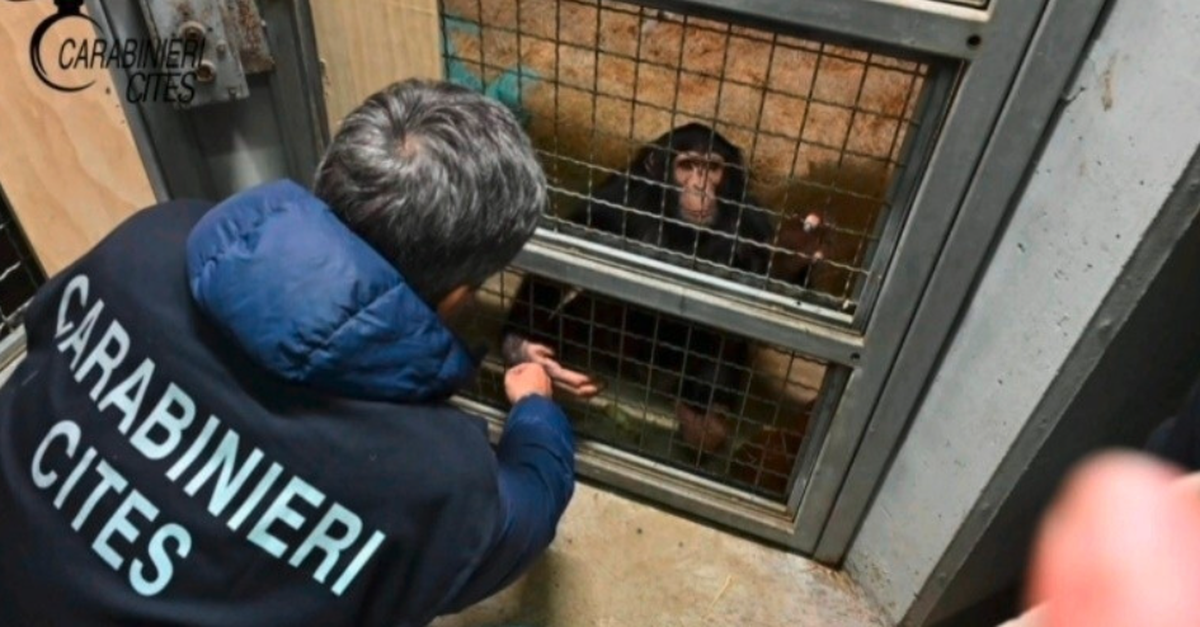 polizei-befreit-schimpansen-aus-illegaler-haltung-auf-sizilien