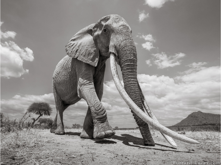 will burrard-lucas/tsavo trust and kenya wildlife service