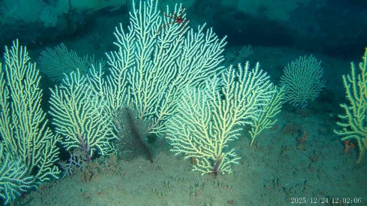 Korallen vor der Küste Benins. 
https://www.frontiersin.org/journals/marine-science/articles/10.3389/fmars.2026.1848226/full