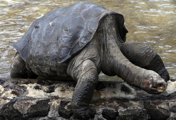 FILE - In this May 8, 2009 file photo, Lonesome George, the last giant terrestrial turtle of the Geochelone species abigdoni, is seen at Galapagos National Park in Puerto Ayora on Santa Cruz Island in ...