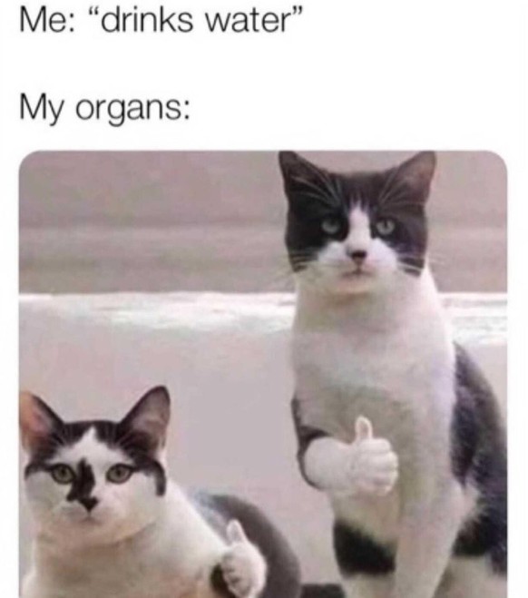 Organe und Katzen Meme im Picdump
