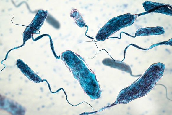 Vibrio cholerae Bakterien, 3D-Abbildung. Bakterium, das Cholera verursacht und durch kontaminiertes Wasser übertragen wird