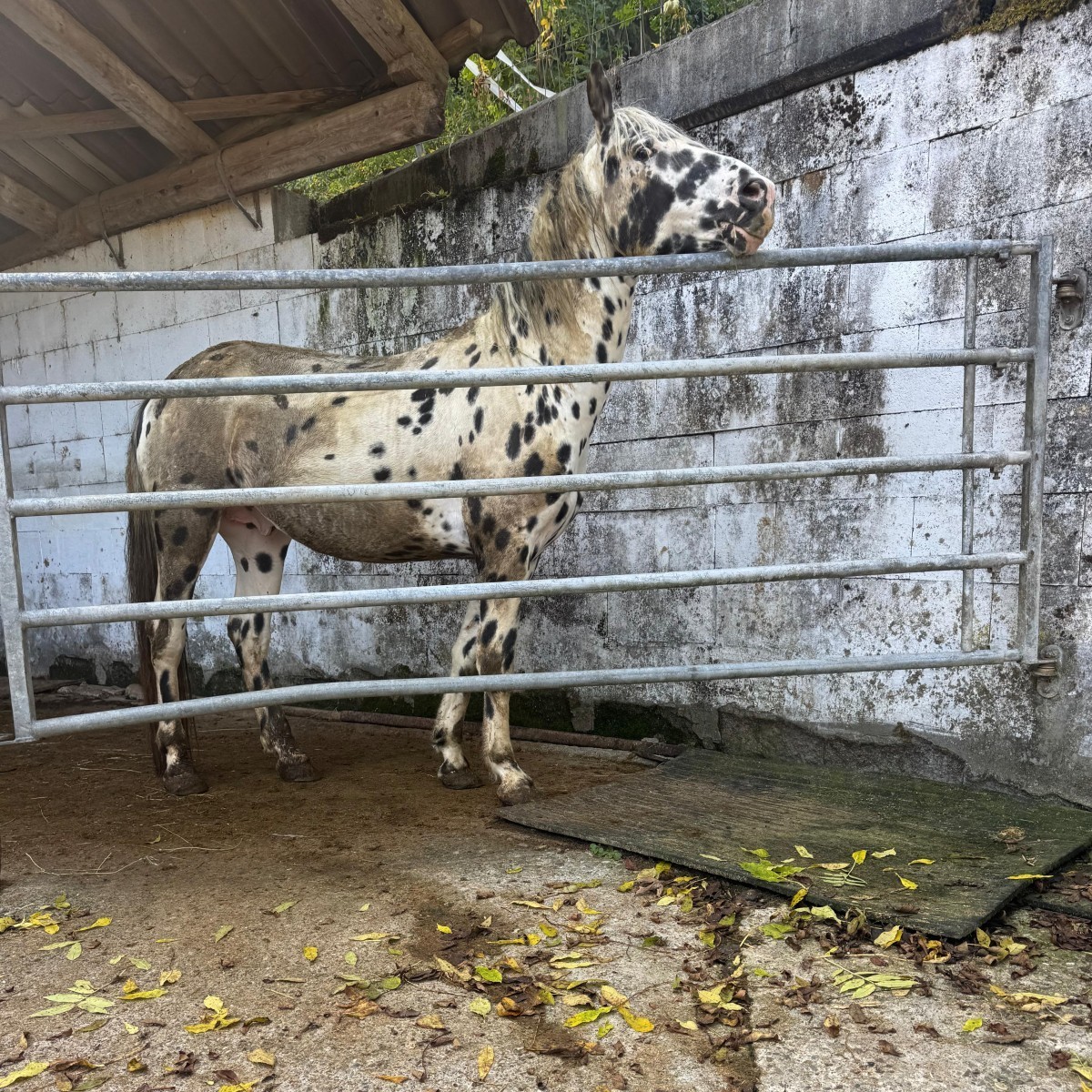 Pferde und Hunde beschlagnahmt Fricktal