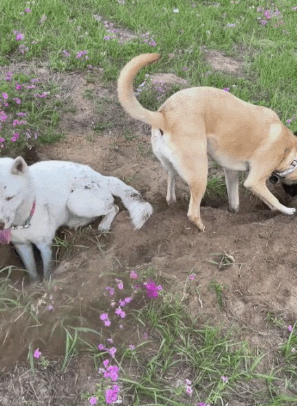 GIF animé