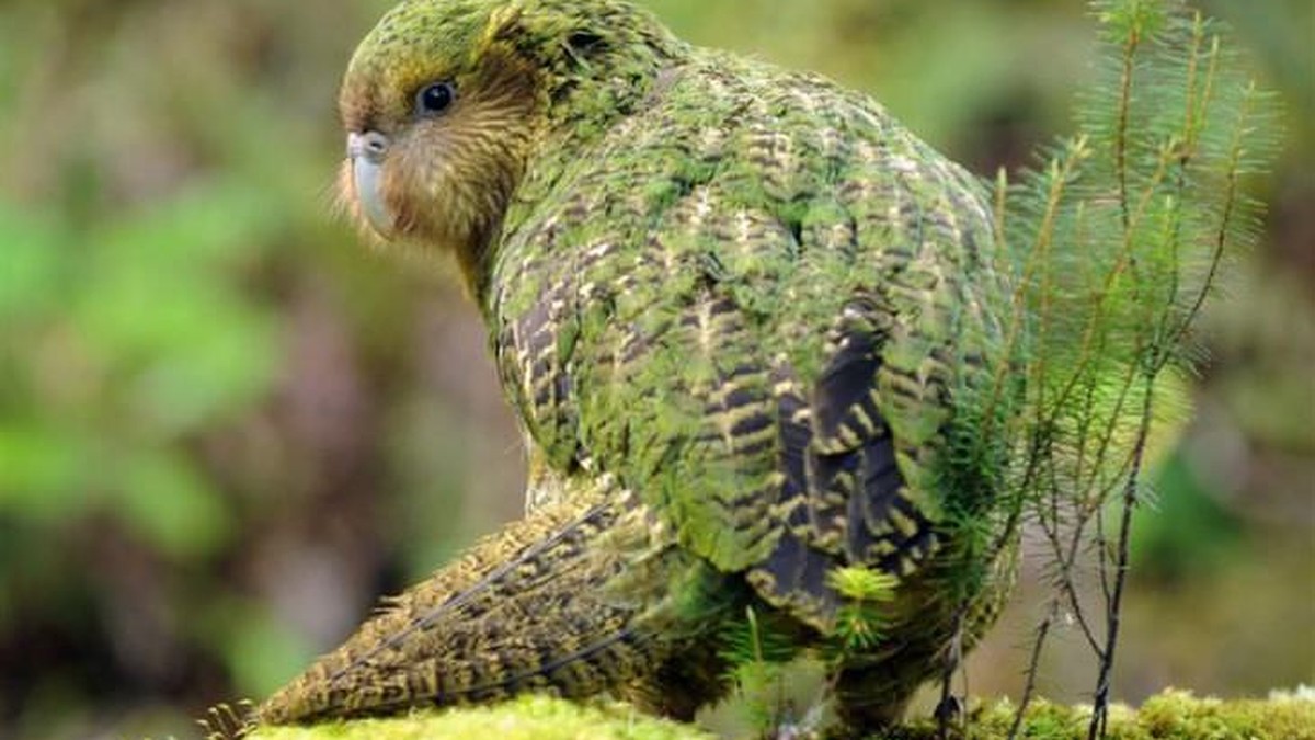 New Zealand’s chubby parrots are back on the mainland