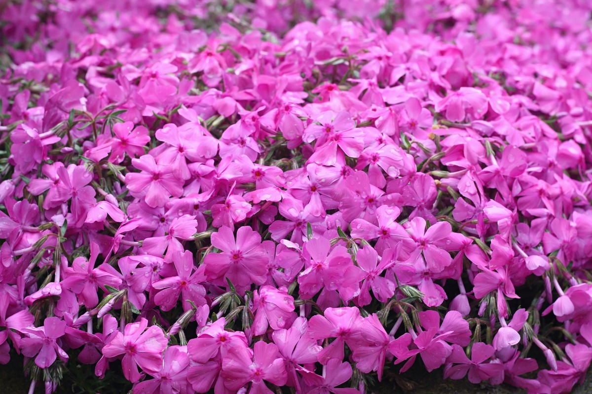 Die Blütezeit der Phlox subulata liegt zwischen März und April.