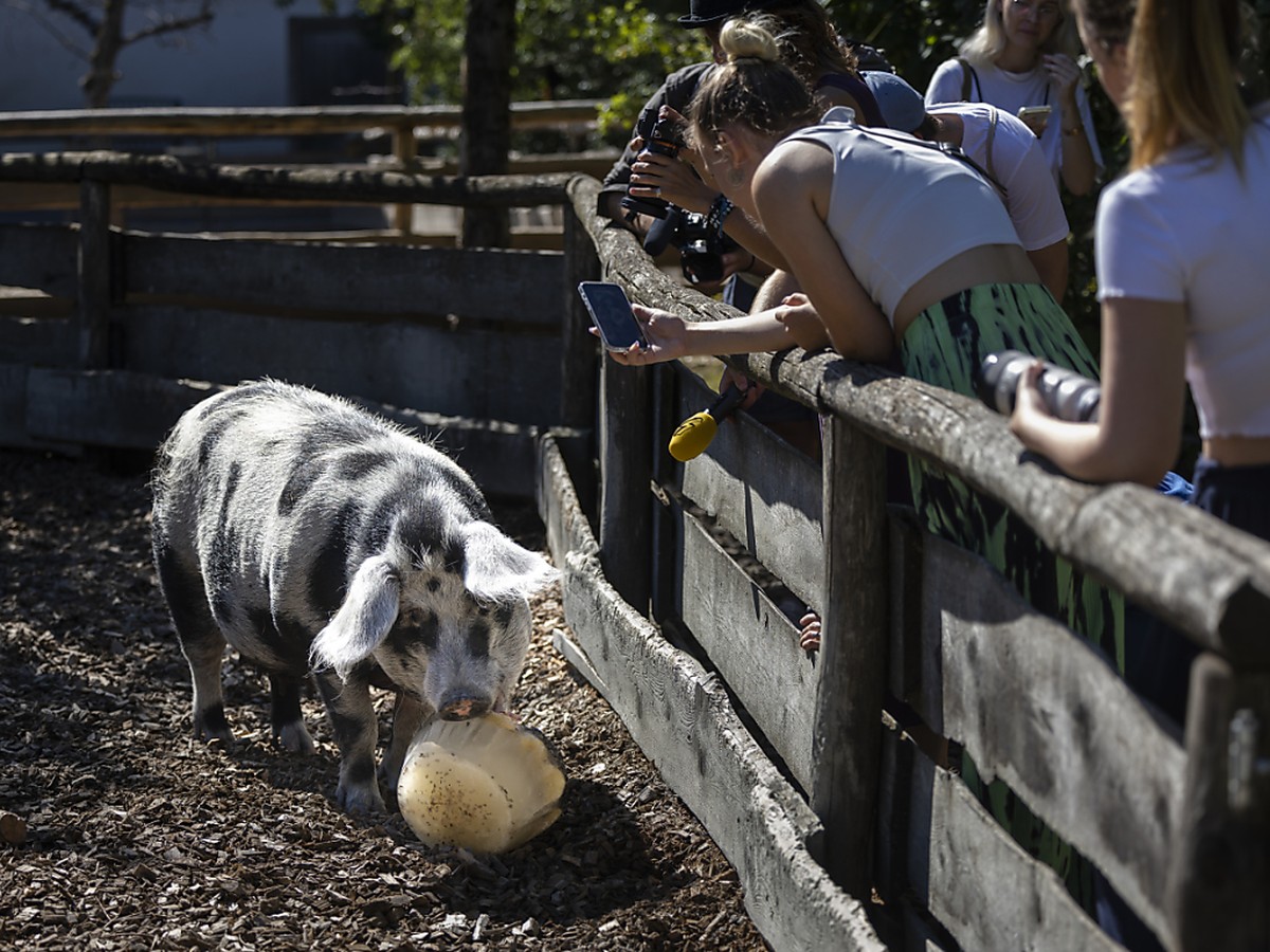 Le cochon Johanna lèche une glace au Zoo de Zurich mercredi où la température devait grimper jusqu'à 36 degrés.