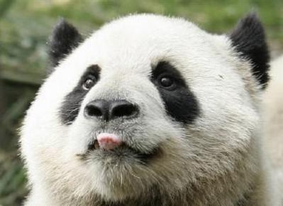 cute news pandabär tier animal 

https://i.imgur.com/8umXkzd.jpeg