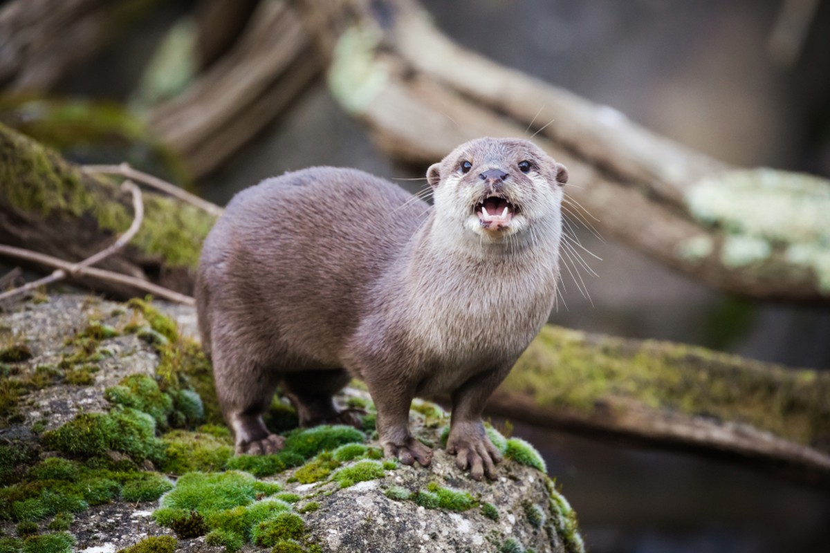 Otten, Otter, Ott