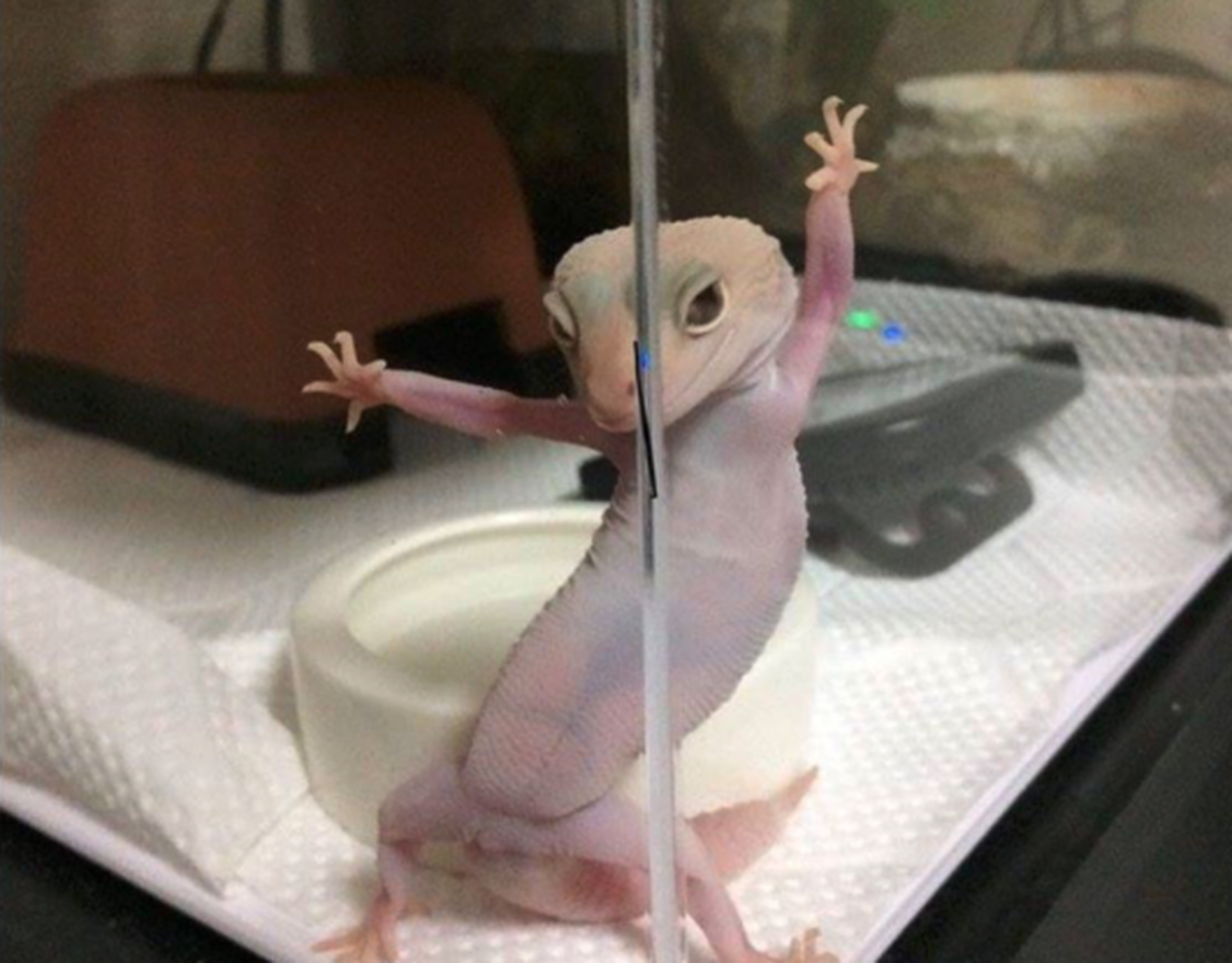 Gecko