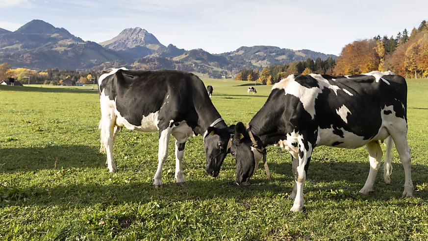 Die Eidgenössische Finanzkontrolle kritisiert das Konstrukt des bundesnahen Unternehmens Identitas. Dieses betreibt im Auftrag des Bundes die Tierverkehrsdatenbank. (Symbolbild)