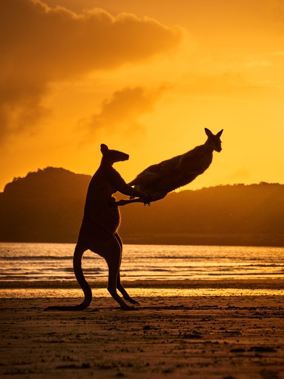 Michael Eastwell, Australia