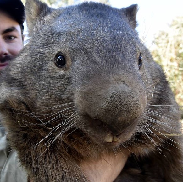 Wombat
http://imgur.com/gallery/CRd4wn6
Cute News