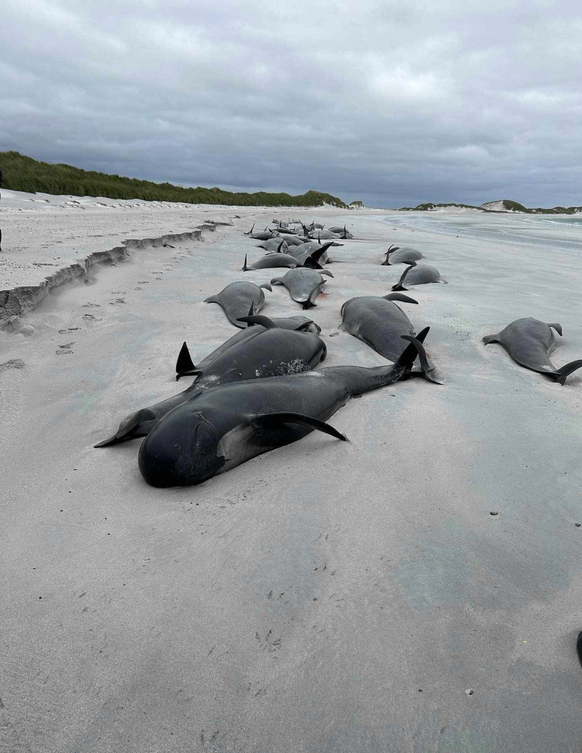 Gestrandete Wale in Schottland