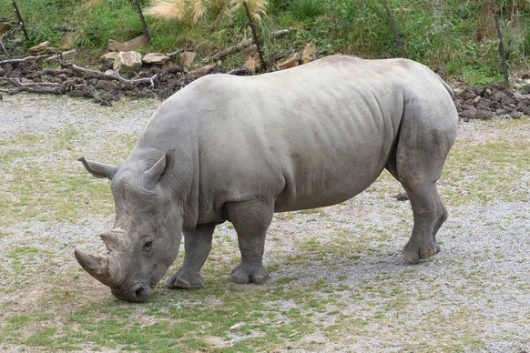 Der Breitmaulnashornbulle Kimba aus Schwerin (Deutschland) hat seine Quarantaene hinter sich und erkundet am Mittwoch, 18. August 2021, erstmals Teile der Lewa Savanne im Zoo Zuerich. Als Teil der Zuc ...