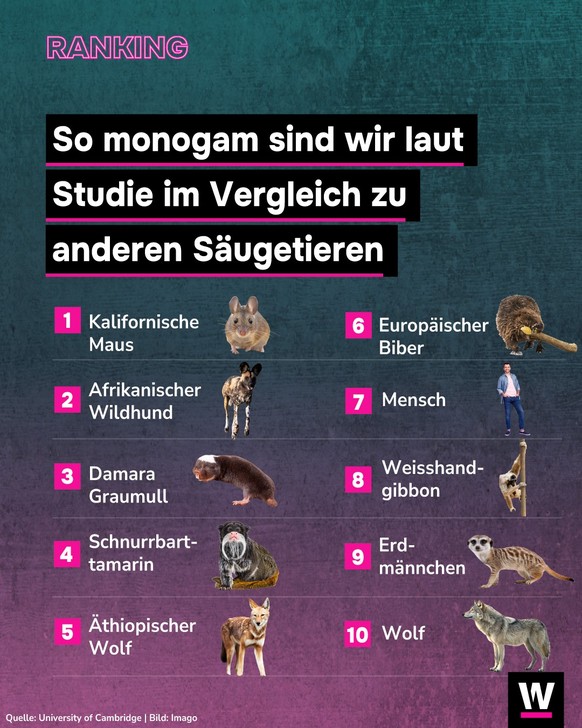 <p>Das monogamste Säugetier ist die Kalifornische Maus.</p>