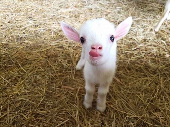 cute news animal tier goat ziege

https://www.boredpanda.com/cute-goats/