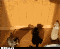 Animiertes GIF