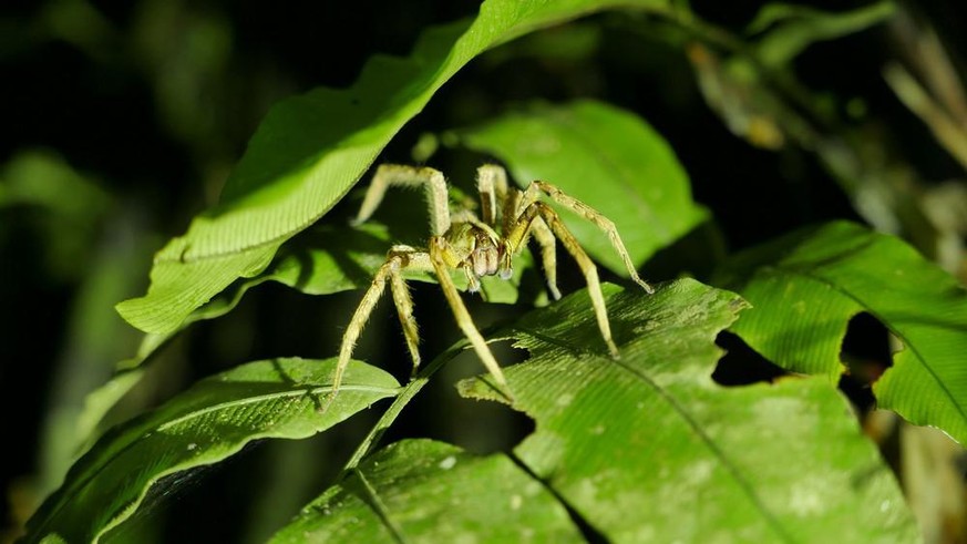 Brasilianische Wanderspinne (Phoneutria nigriventer)